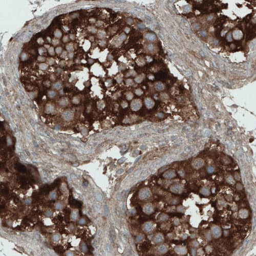 Staining of human testis shows strong cytoplasmic immunoreactivity in seminiferous tubules cells.