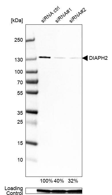 Analysis in U-251MG cells transfected with control siRNA, target specific siRNA probe #1 and #2, using Anti-DIAPH-2 antibody. Remaining relative intensity is presented. Loading control: Anti-GAPDH.