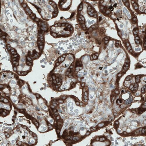 Staining of human placenta shows strong staining in the trophoblast.