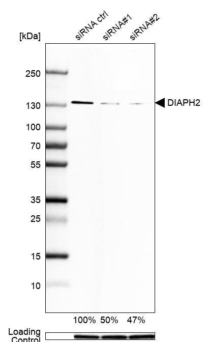 Analysis in U-251MG cells transfected with control siRNA, target specific siRNA probe #1 and #2, using Anti-DIAPH-2 antibody. Remaining relative intensity is presented. Loading control: Anti-GAPDH.