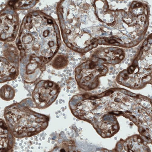 Staining of human placenta shows strong staining in the trophoblast.