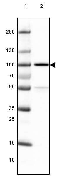 Lane 1: Marker [kDa] 250, 130, 100, 70, 55, 35, 25, 15, 10Lane 2: Human cell line HeLa nuclear extract