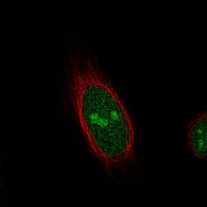 Staining of HeLa cells using the Anti-TLE3 monoclonal antibody) .