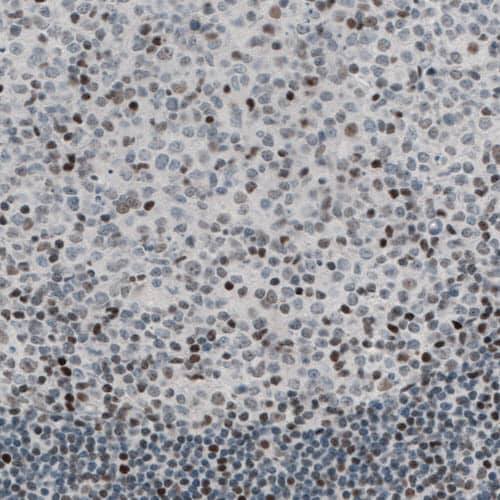 Staining of human tonsil shows nuclear immunoreactivity in a subset of lymphoid cells.