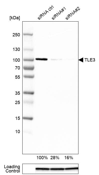 Analysis in HEK293 cells transfected with control siRNA, target specific siRNA probe #1 and #2, using Anti-TLE3 antibody. Remaining relative intensity is presented. Loading control: Anti-GAPDH.