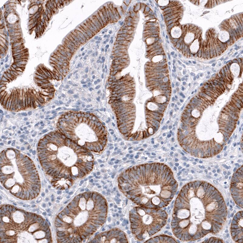 Staining of human duodenum shows strong membranous positivity in glandular cells.