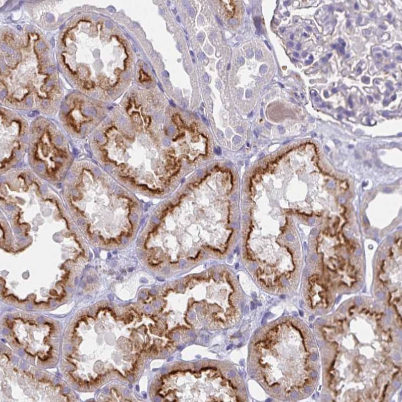 Staining of human kidney shows strong apical membrane positivity in cells in proximal tubules.
