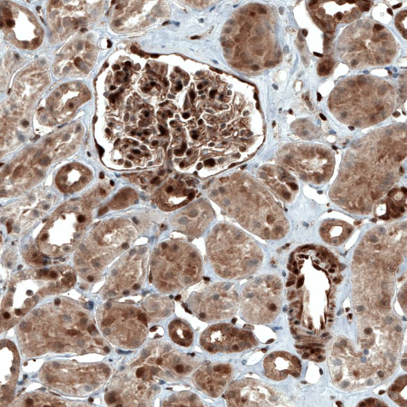 Staining of human kidney shows moderate to strong nuclear  and cytoplasmic positivity in cells in glomeruli and tubuli.