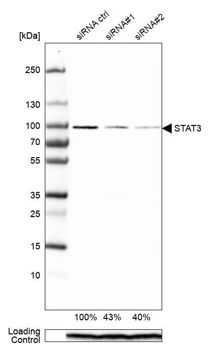 Analysis in RT-4 cells transfected with control siRNA, target specific siRNA probe #1 and #2, using Anti-STAT3 antibody. Remaining relative intensity is presented. Loading control: Anti-PPIB.