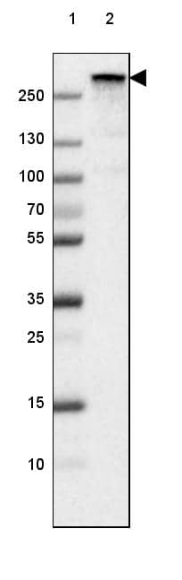 Lane 1: Marker [kDa] 250, 130, 100, 70, 55, 35, 25, 15, 10Lane 2: Human cell line U-87 MG