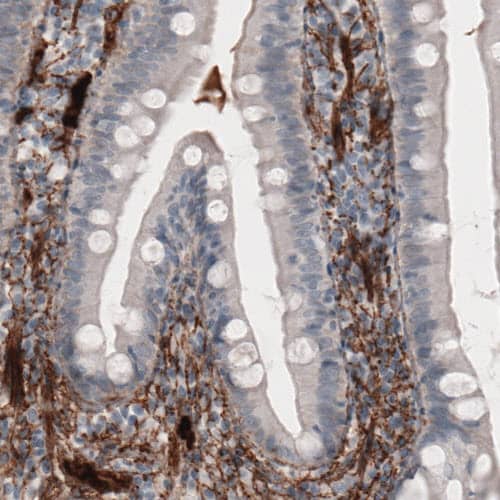 Staining of human small intestine shows strong immunoreactivity in the connective tissue.