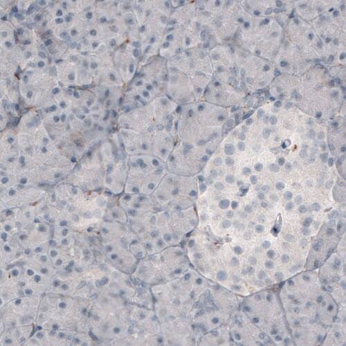 Staining of human pancreas shows absence of immunoreactivity in glandular cells (negative control).