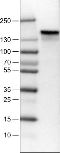 Lane 1: Marker [kDa]Lane 2:Human cell line U-251 MG
