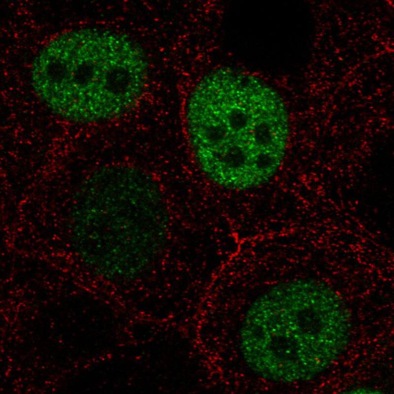 Staining in MCF7 cell line with Anti-Anillin monoclonal antibody) staining in green. Microtubule- and nuclear probes are visualized in red and blue respectively (where available).