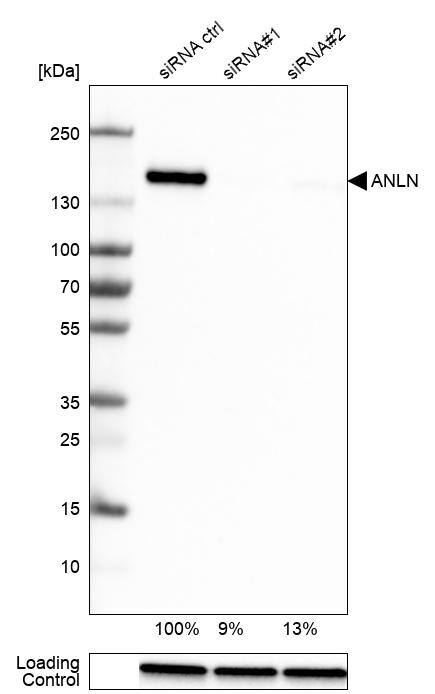Analysis in U-251MG cells transfected with control siRNA, target specific siRNA probe #1 and #2, using Anti-Anillin antibody. Remaining relative intensity is presented. Loading control: Anti-GAPDH.