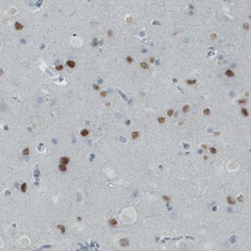 Staining of human cerebral cortex shows moderate nuclear immunoreactivity in neuronal cells.