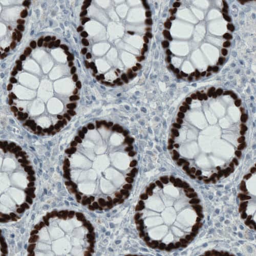 Staining of human rectum shows strong nuclear positivity in glandular cells.