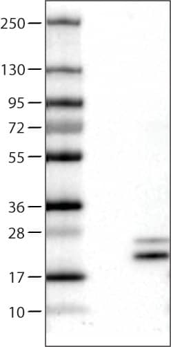 Lane 1: Marker [kDa]  Lane 2: Negative control (vector only transfected HEK293T lysate)  Lane 3: RNASE7 Over-expression Lysate (Co-expressed with a C-terminal myc-DDK tag (~3.1 kDa) in mammalian HEK293T cells) 
