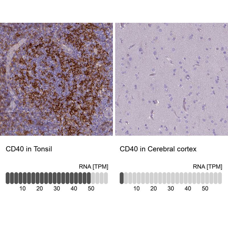Analysis in human tonsil and cerebral cortex tissues using NBP3-43956 antibody. Corresponding CD40/TNFRSF5 RNA-seq data are presented for the same tissues.
