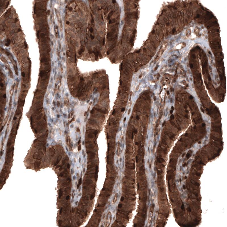 Staining of human fallopian tube shows strong cytoplasmic positivity in glandular cells.