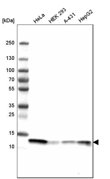 Analysis in human cell line HeLa, human cell line HEK 293, human cell line A-431 and human cell line HepG2.