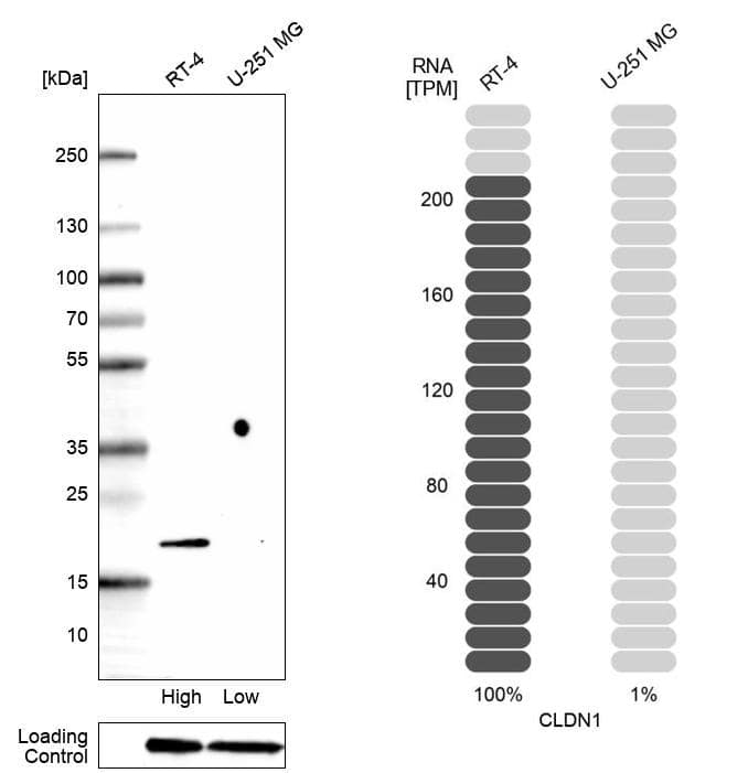 Analysis in human cell lines RT-4 and U-251MG using Anti-Claudin-1 antibody. Corresponding Claudin-1 RNA-seq data are presented for the same cell lines. Loading control: Anti-GAPDH.