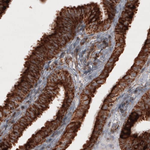 Staining of human fallopian tube shows strong cytoplasmic immunoreactivity in epithelial cells.