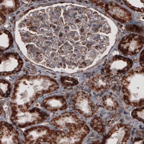 Staining of human kidney shows strong cytoplasmic positivity in renal tubules cells.