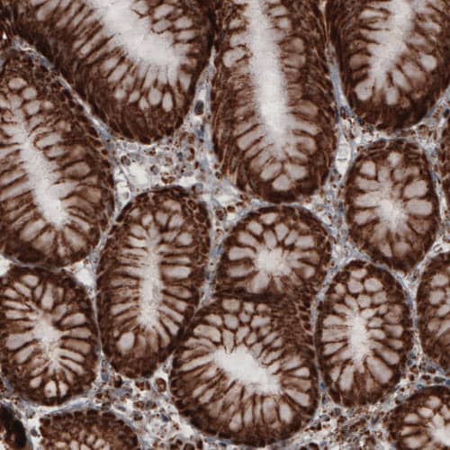 Staining of human stomach shows strong cytoplasmic immunoreactivity in glandular epithelium cells.