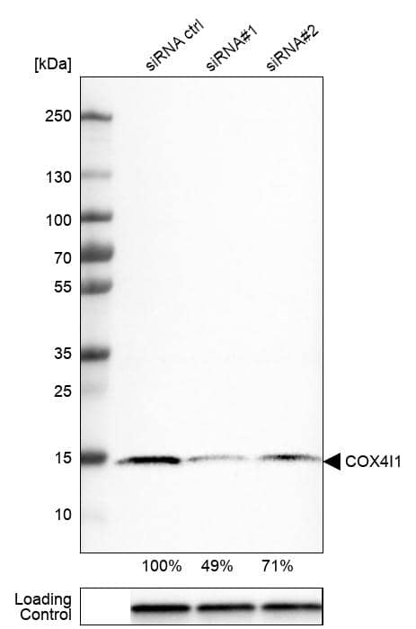 Analysis in U-251MG cells transfected with control siRNA, target specific siRNA probe #1 and #2, using Anti-COX4 antibody. Remaining relative intensity is presented. Loading control: Anti-GAPDH.