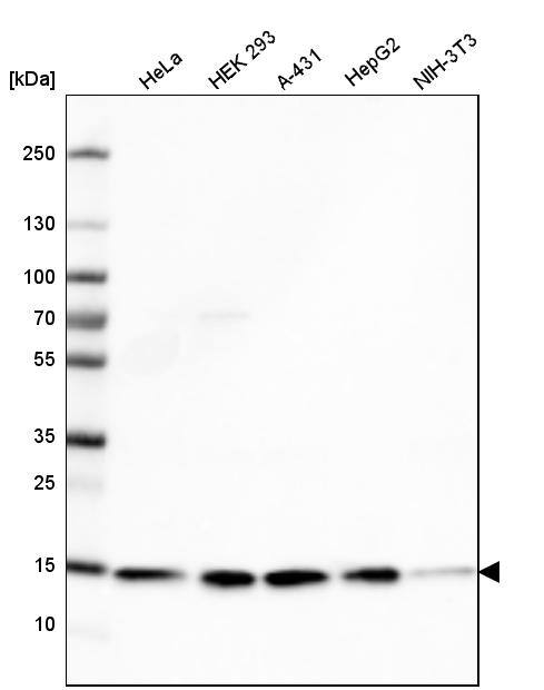 Analysis in human cell line HeLa, human cell line HEK 293, human cell line A-431, human cell line HepG2 and mouse cell line NIH-3T3.