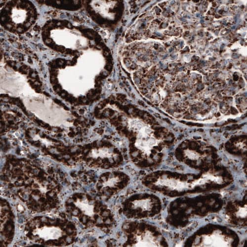 Staining of human kidney shows strong cytoplasmic positivity in renal tubules and glomerulus cells.