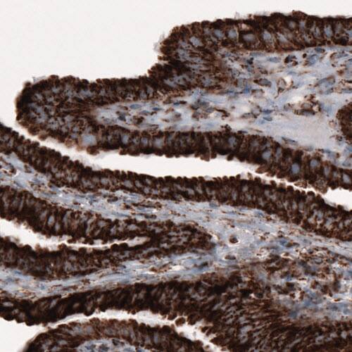 Staining of human fallopian tube shows strong cytoplasmic positivity in epithelial cells.