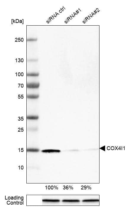 Analysis in U-251MG cells transfected with control siRNA, target specific siRNA probe #1 and #2, using Anti-COX4 antibody. Remaining relative intensity is presented. Loading control: Anti-GAPDH.