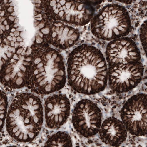 Staining of human stomach shows strong cytoplasmic immunoreactivity in glandular epithelium cells.