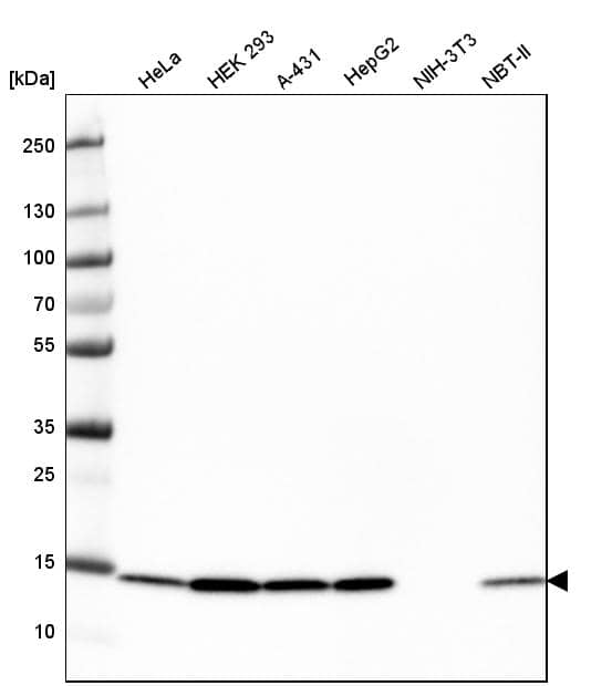 Analysis in human cell line HeLa, human cell line HEK 293, human cell line A-431, human cell line HepG2, mouse cell line NIH-3T3 and rat cell line NBT-II.