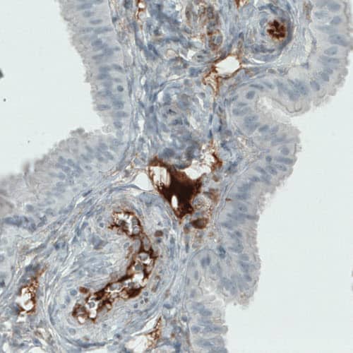 Staining of human fallopian tube shows strong immunoreactivity in blood vessels and in plasma.