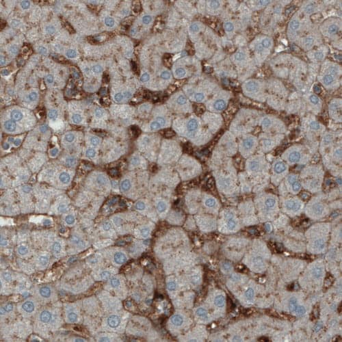 Staining of human liver shows immunoreactivity in sinusoids.