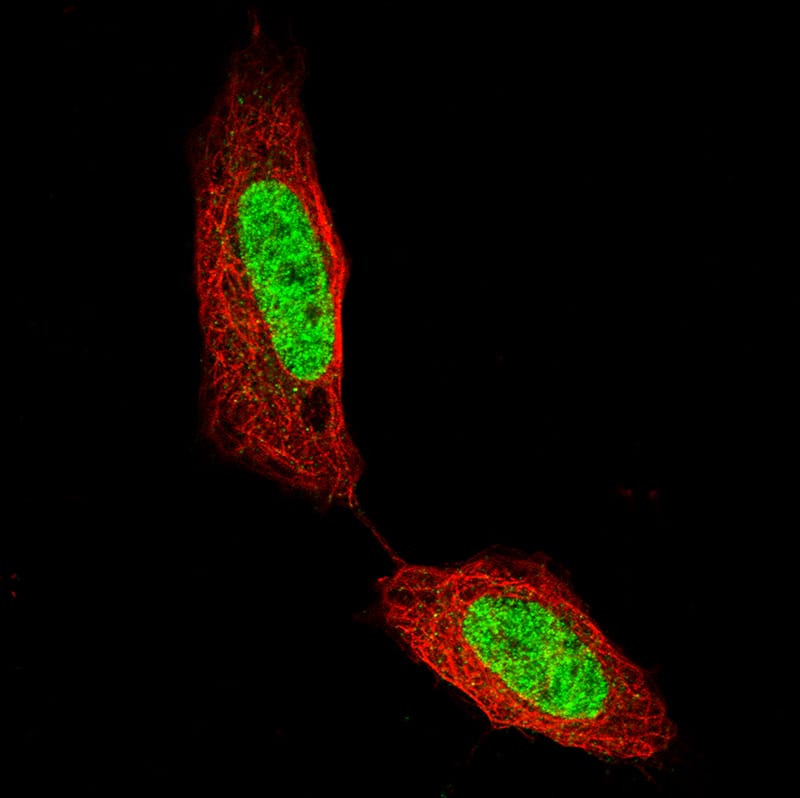 Staining of SH-SY5Y cells using the Anti-CDP/CUTL1 monoclonal antibody) . 