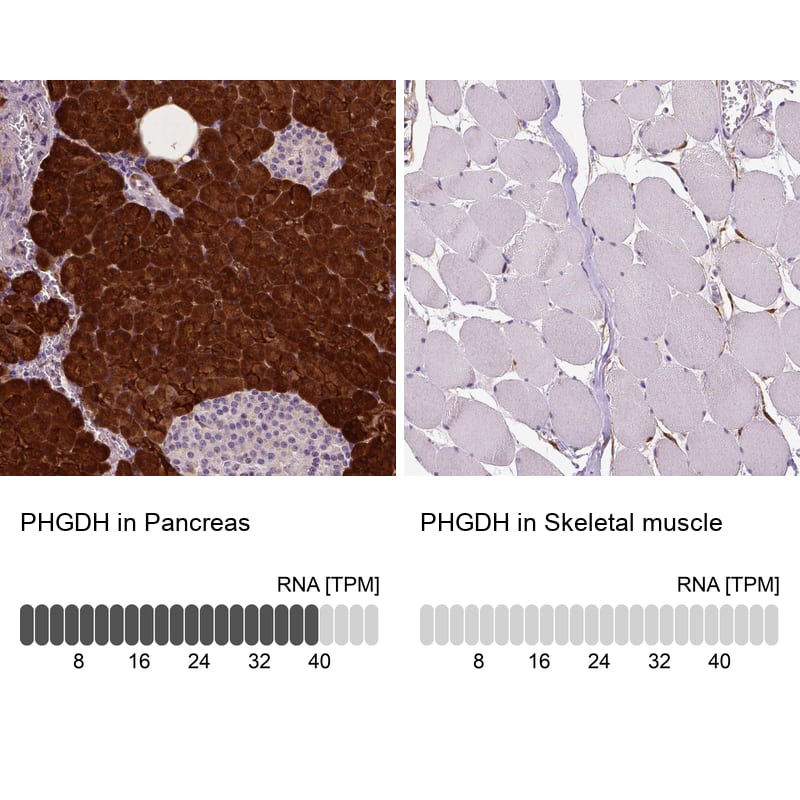 Analysis in human pancreas and skeletal muscle tissues using NBP3-43966 antibody. Corresponding PHGDH RNA-seq data are presented for the same tissues.
