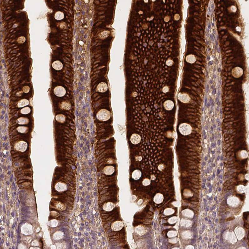 Staining of human duodenum shows strong cytoplasmic positivity in glandular cells.