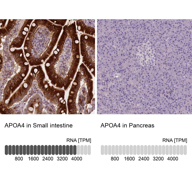 Analysis in human small intestine and pancreas tissues using NBP3-43967 antibody. Corresponding Apolipoprotein A-IV/ApoA4 RNA-seq data are presented for the same tissues.