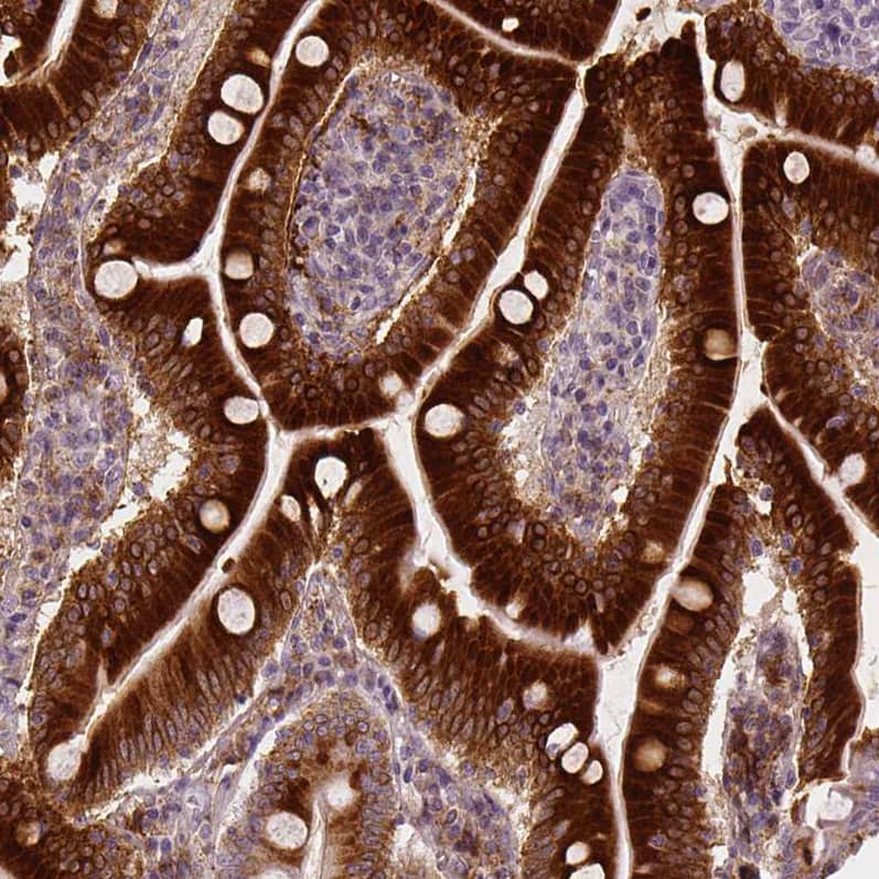 Staining of human small intestine shows strong cytoplasmic positivity in glandular cells.