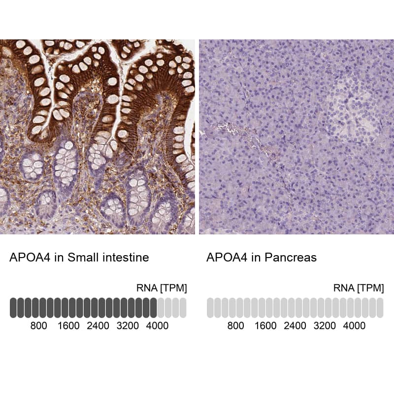 Analysis in human small intestine and pancreas tissues using NBP3-43968 antibody. Corresponding Apolipoprotein A-IV/ApoA4 RNA-seq data are presented for the same tissues.