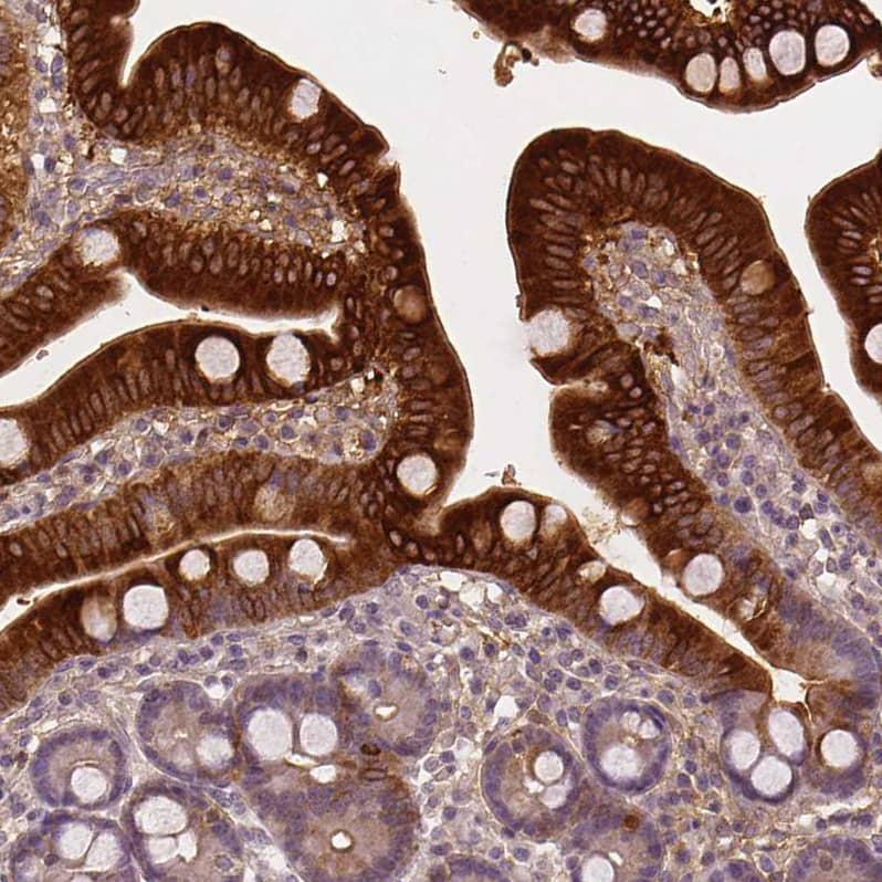 Staining of human duodenum shows strong cytoplasmic positivity in glandular cells.