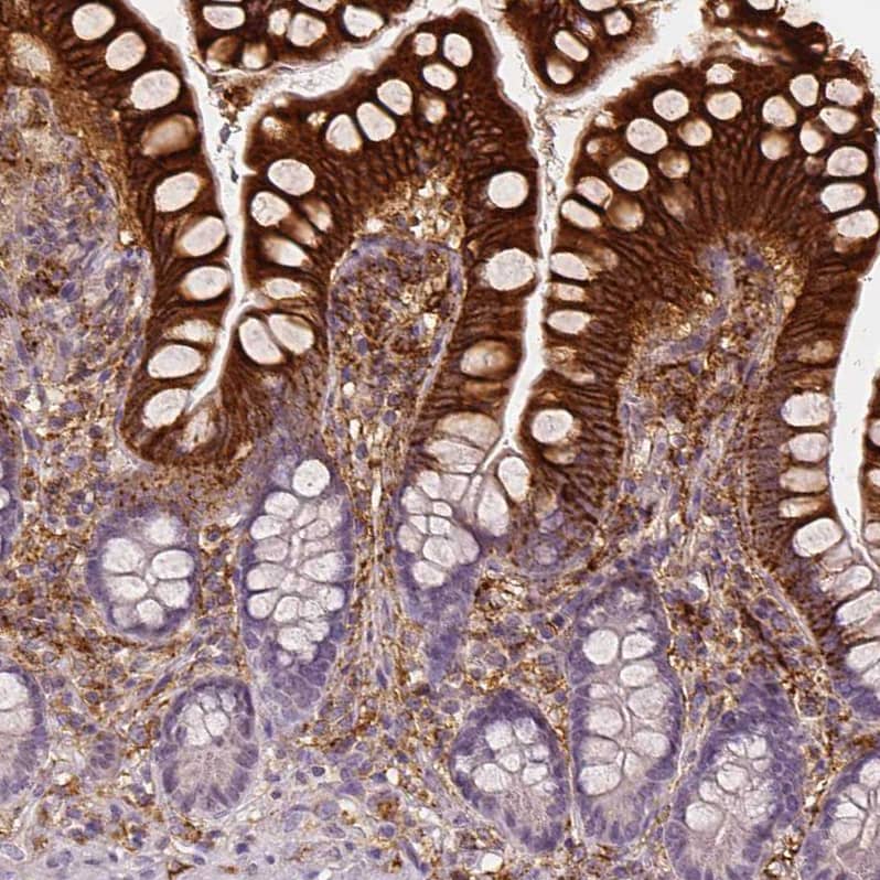 Staining of human small intestine shows strong cytoplasmic positivity in glandular cells.