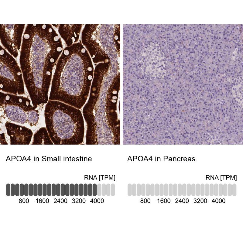 Analysis in human small intestine and pancreas tissues using NBP3-43969 antibody. Corresponding Apolipoprotein A-IV/ApoA4 RNA-seq data are presented for the same tissues.