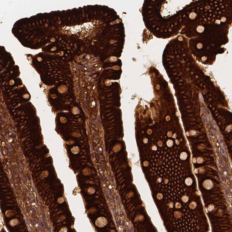 Staining of human duodenum shows strong cytoplasmic positivity in glandular cells.
