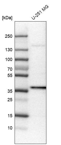 Analysis in human cell line U-251 MG.