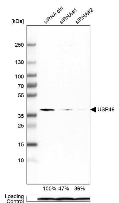 Analysis in U-251MG cells transfected with control siRNA, target specific siRNA probe #1 and #2, using Anti-USP46 antibody. Remaining relative intensity is presented. Loading control: Anti-PPIB.